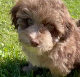 Havapoo Puppies For Sale - Pilesgrove Pups